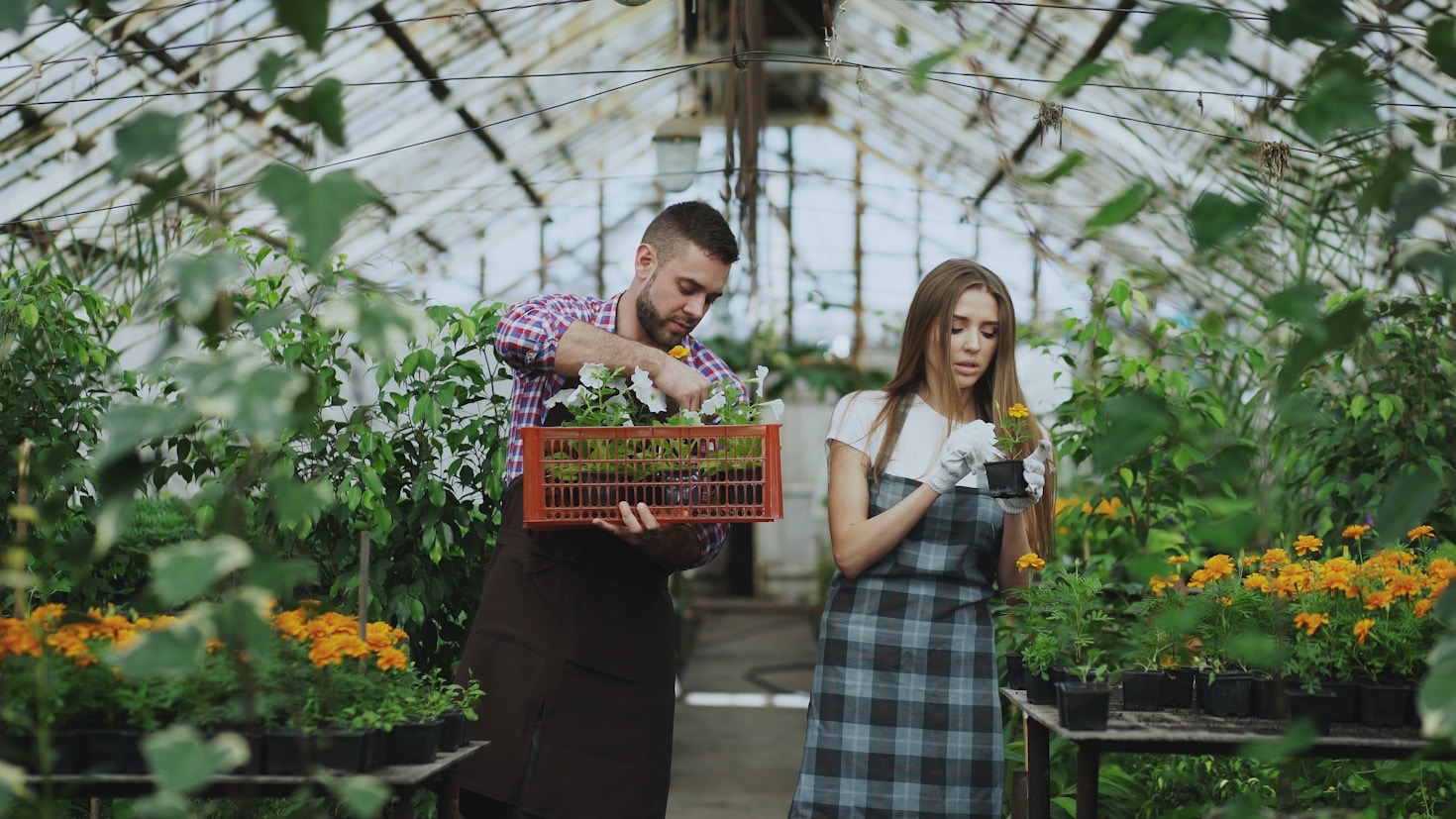 Cinco plantas ideales para principiantes