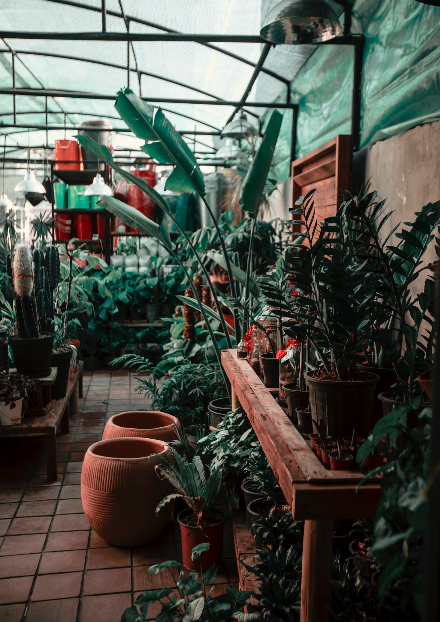 Cómo revitalizar tus plantas en invierno