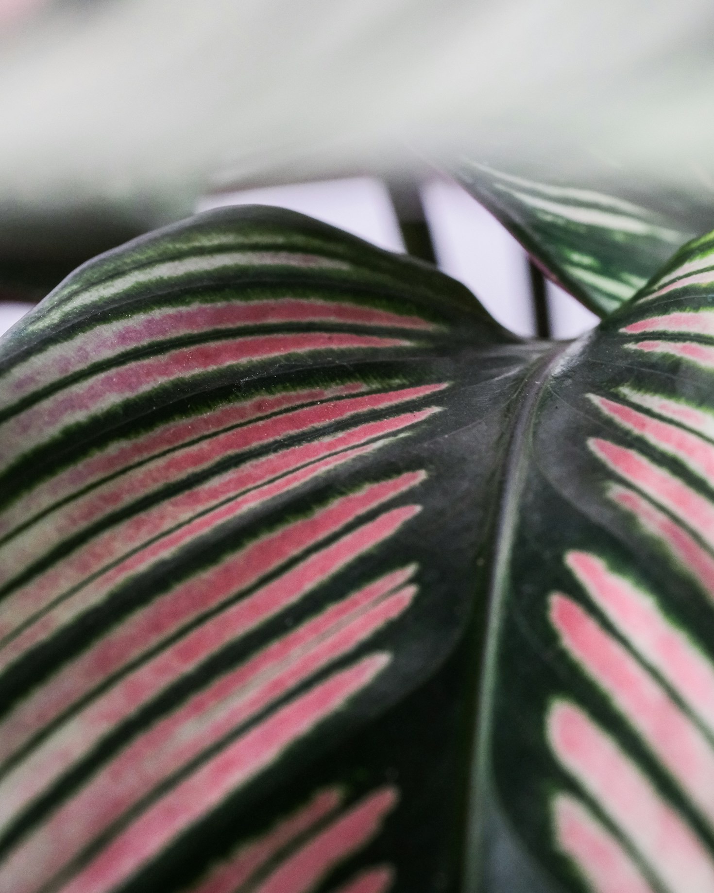 El impacto positivo de la jardinería