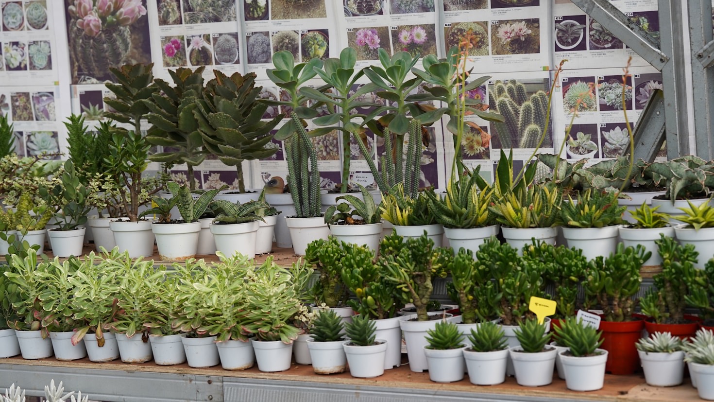 Cómo propagar tus plantas favoritas fácilmente