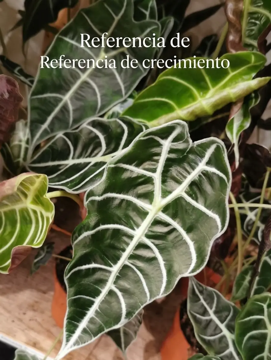 Alocasia watsonianana doff - Imagen 5