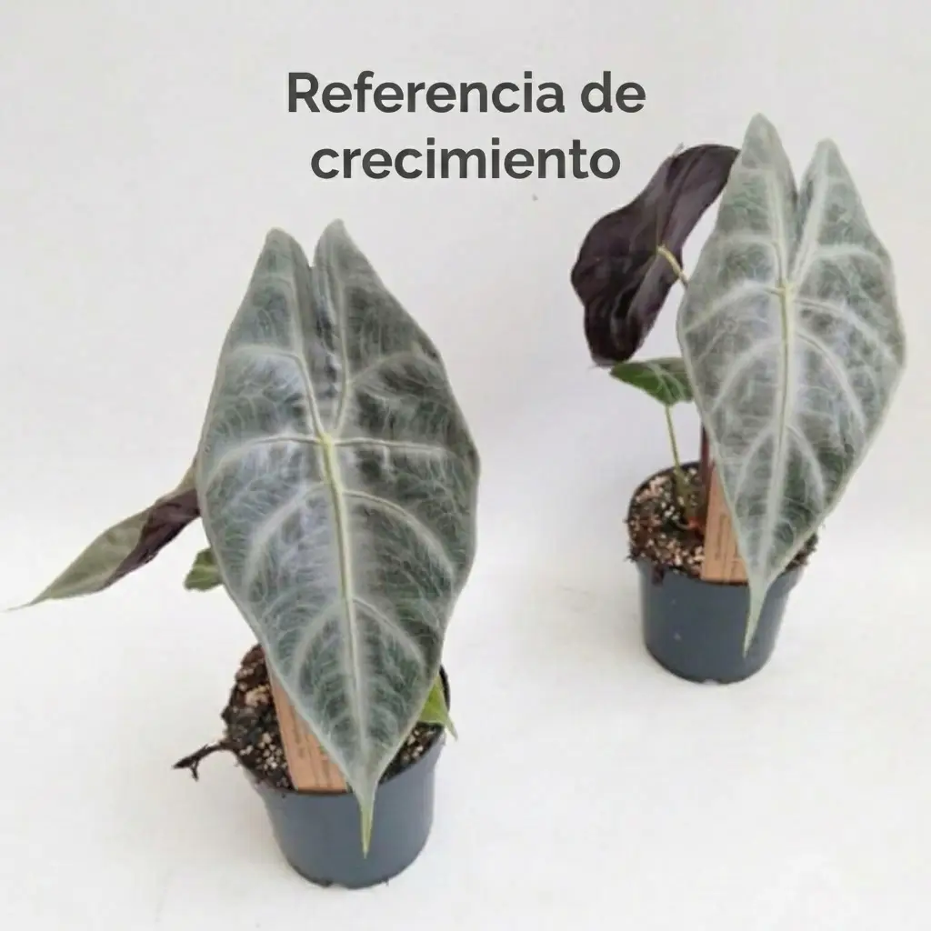 Alocasia longiloba - Imagen 6