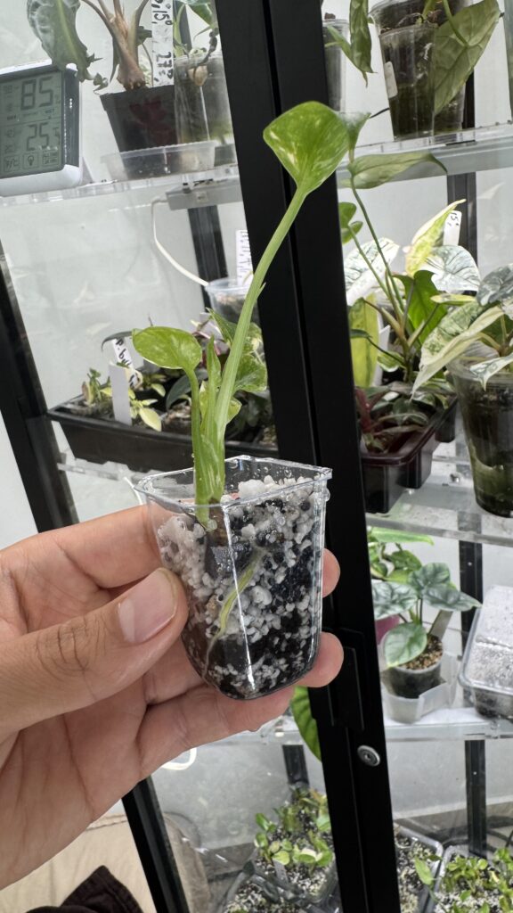 Monstera thai constellation