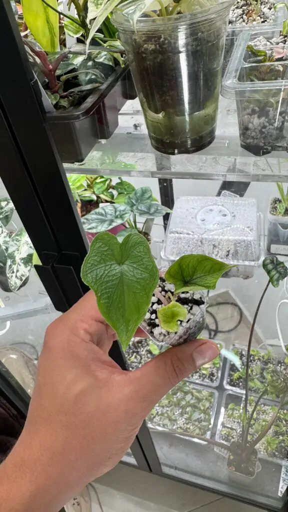 Alocasia jacklyn