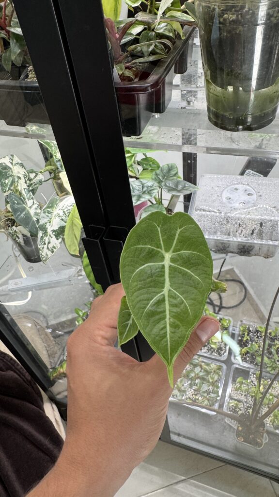 Alocasia watsonianana doff
