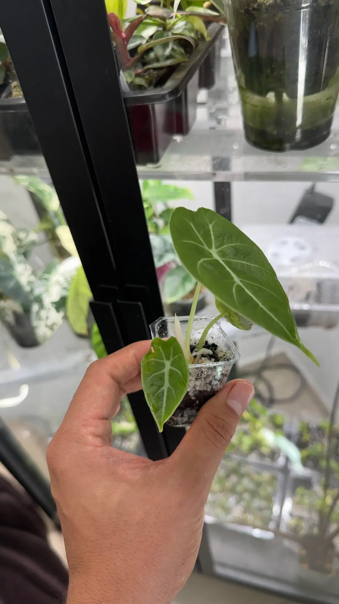 Alocasia watsonianana doff - Imagen 4