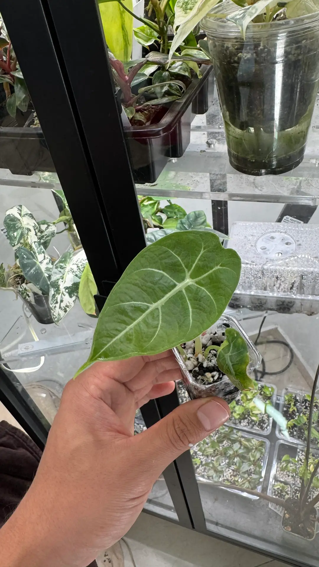 Alocasia watsonianana doff - Imagen 3