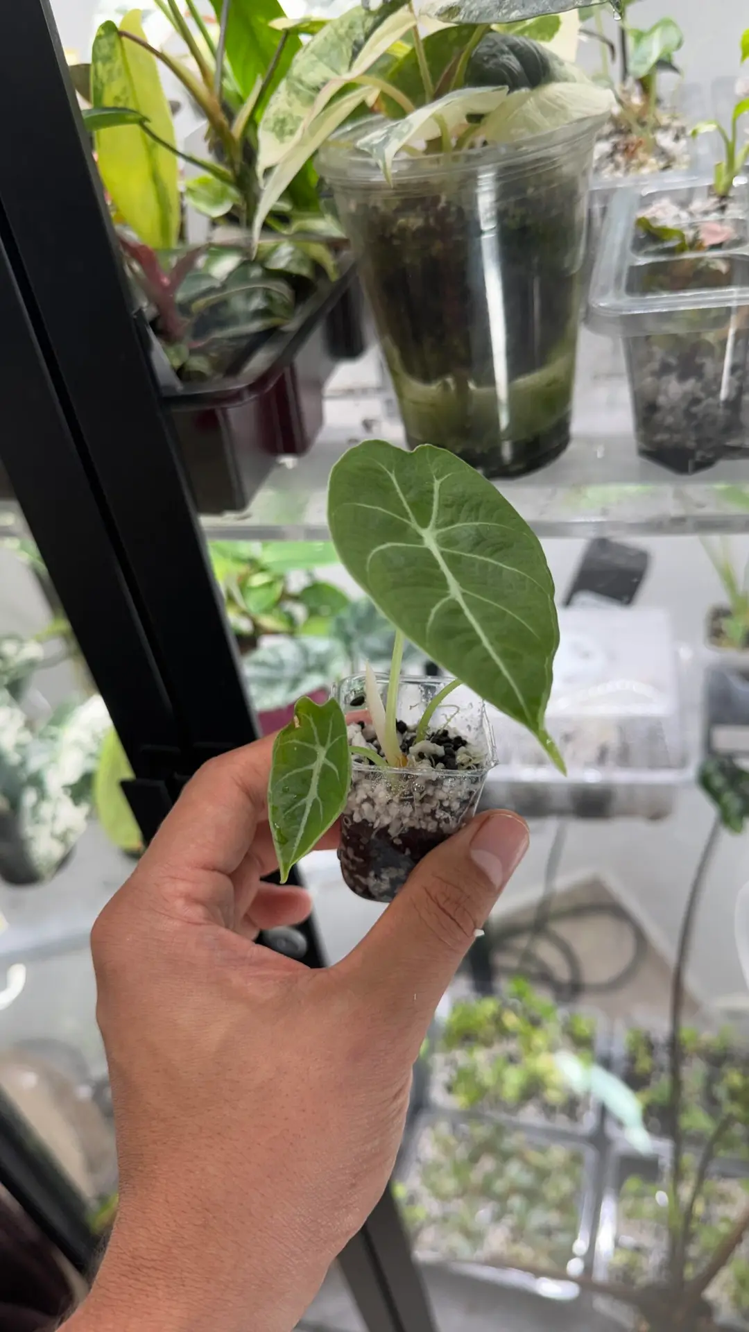 Alocasia watsonianana doff - Imagen 2