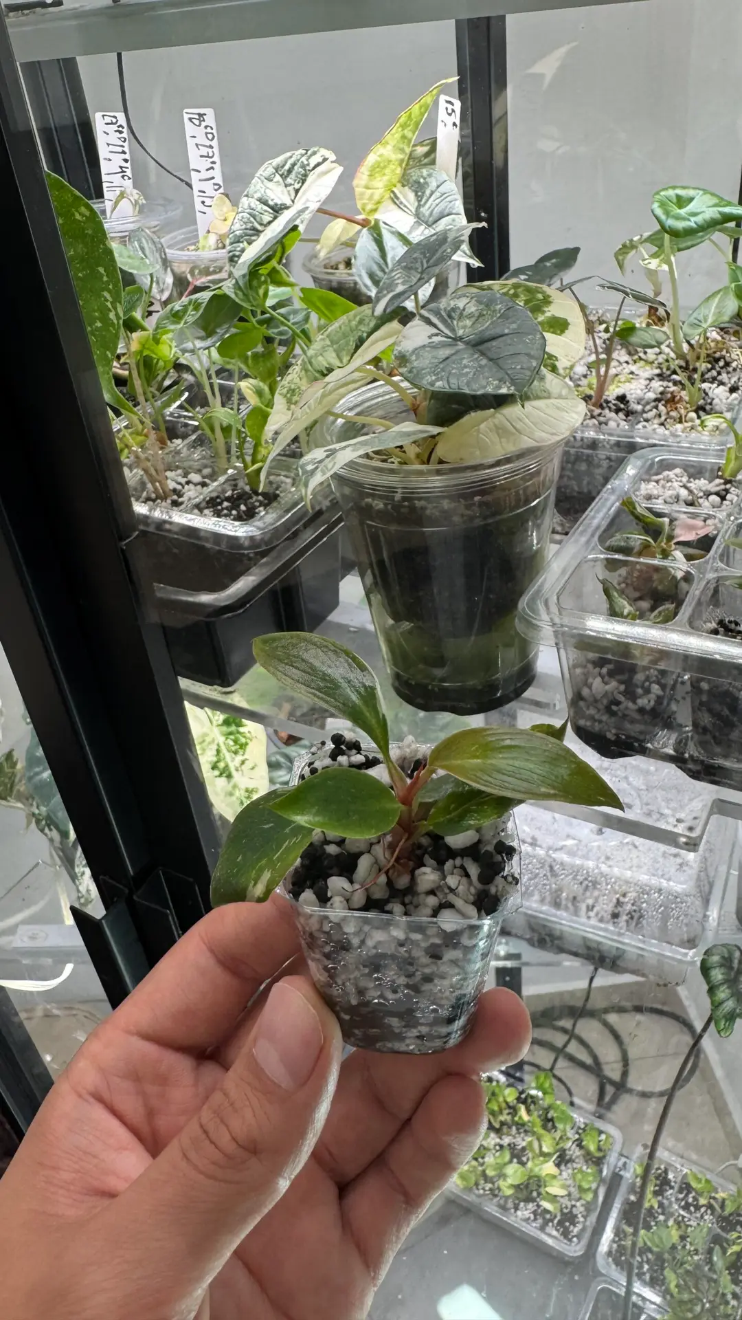 Philodendron pink princess - Imagen 3