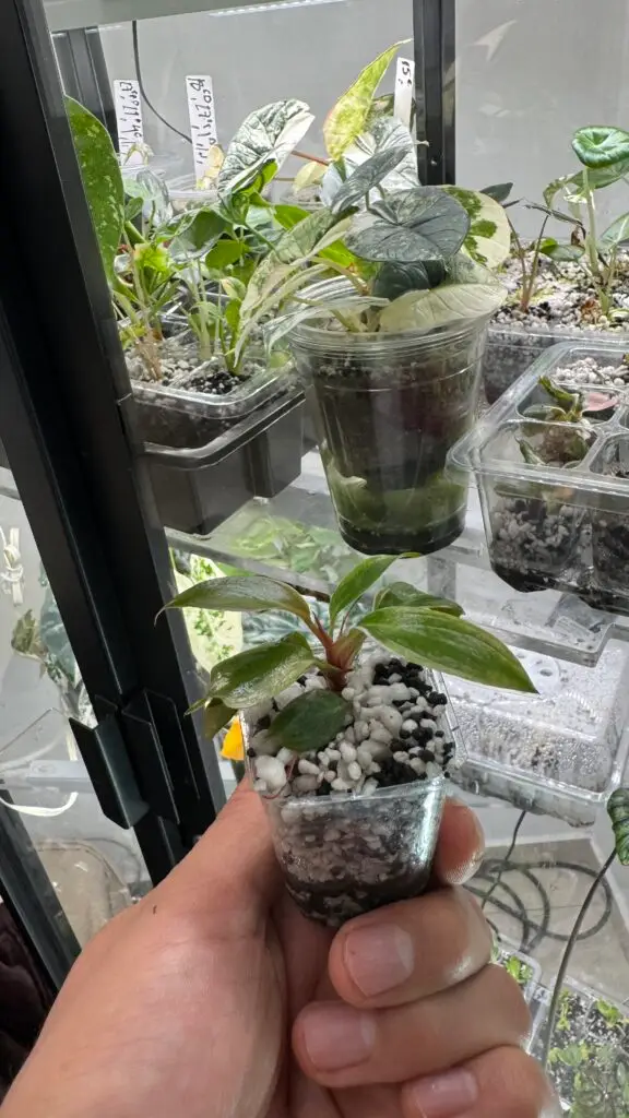 Philodendron pink princess