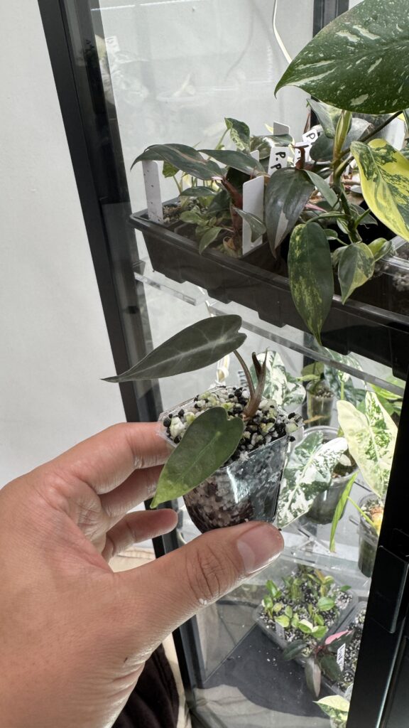 Alocasia bambino