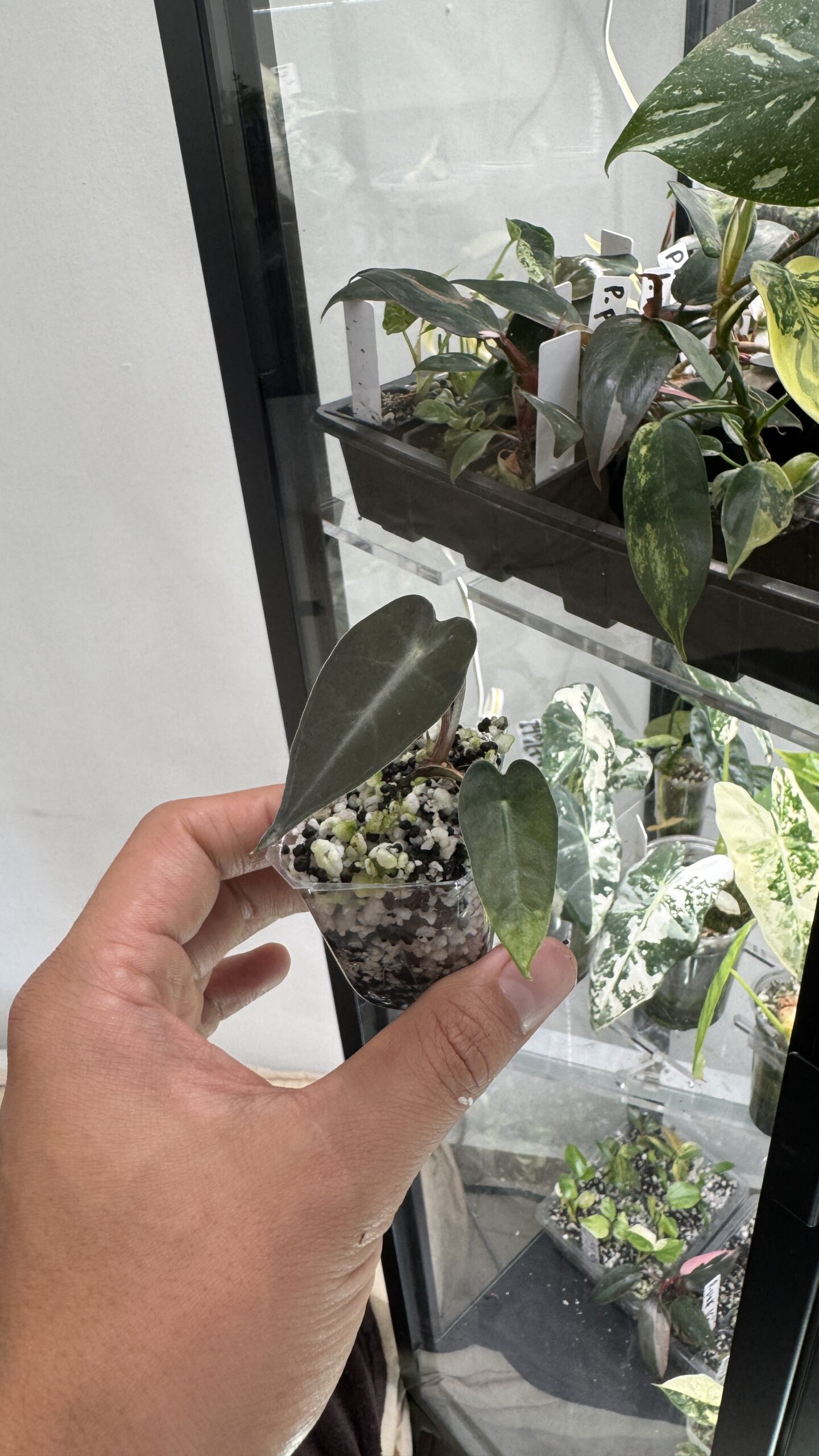 Alocasia bambino - Imagen 3