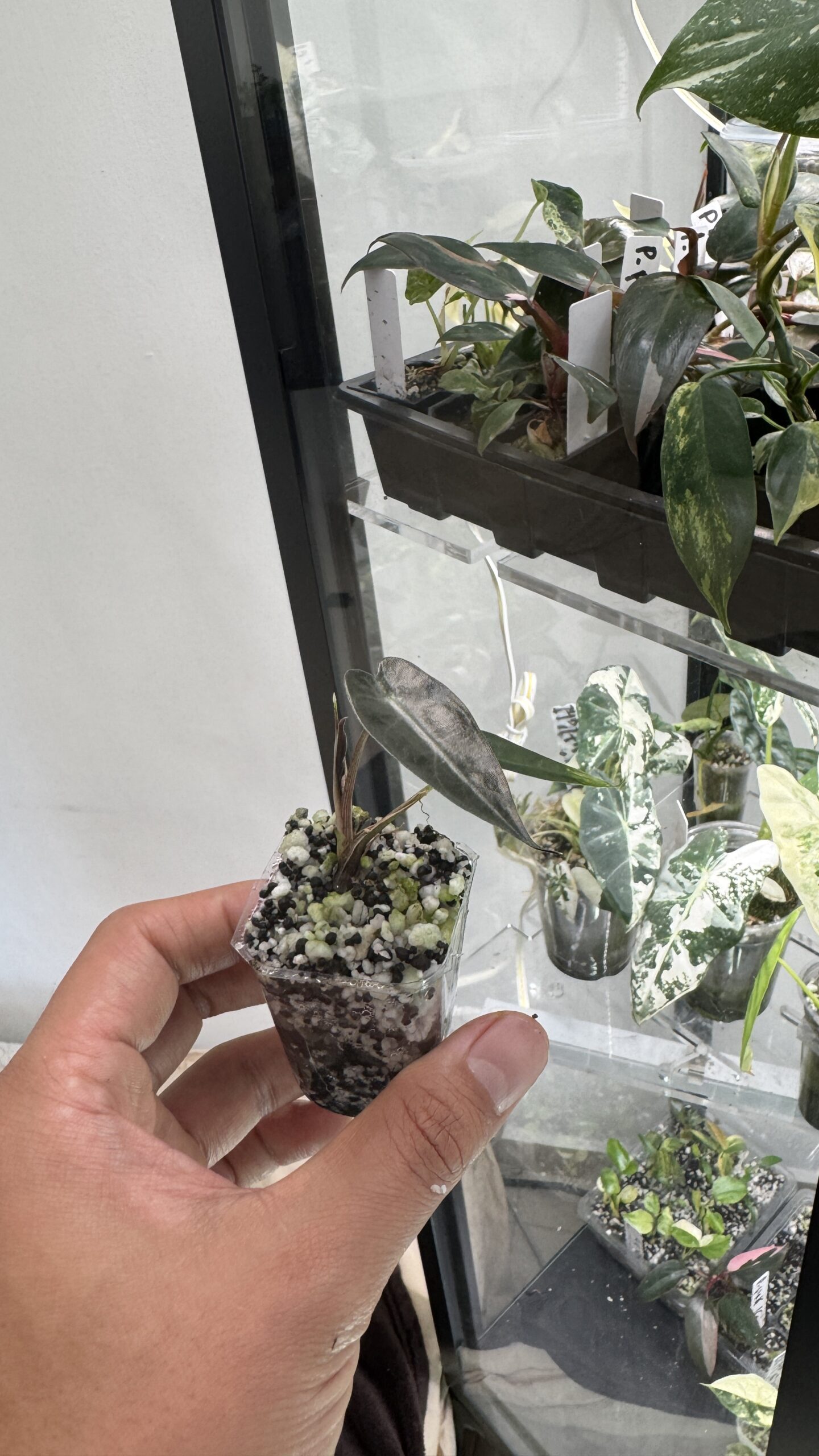 Alocasia bambino - Imagen 2