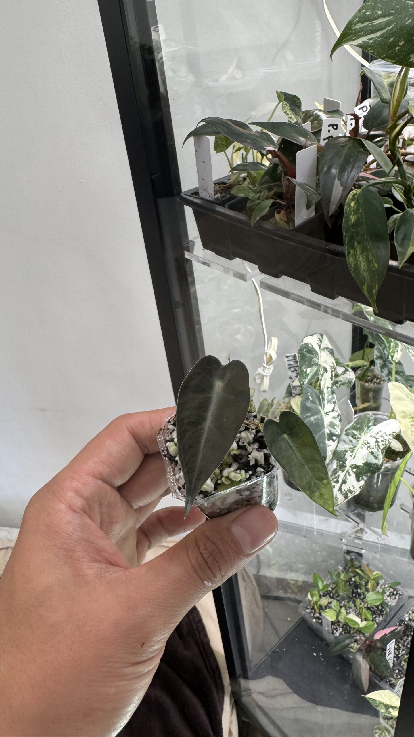 Alocasia bambino - Imagen 4