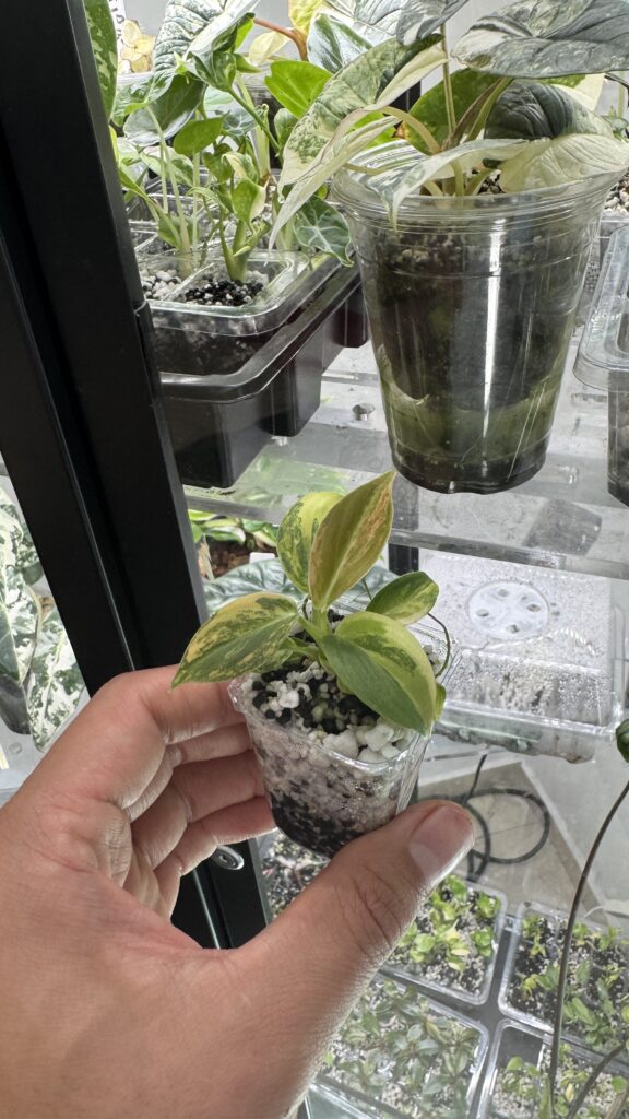 Phiilodendron melanochrysum variegado