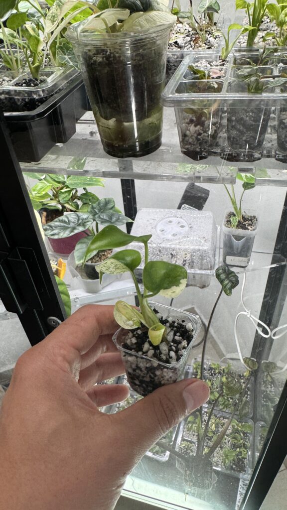 Monstera white monster
