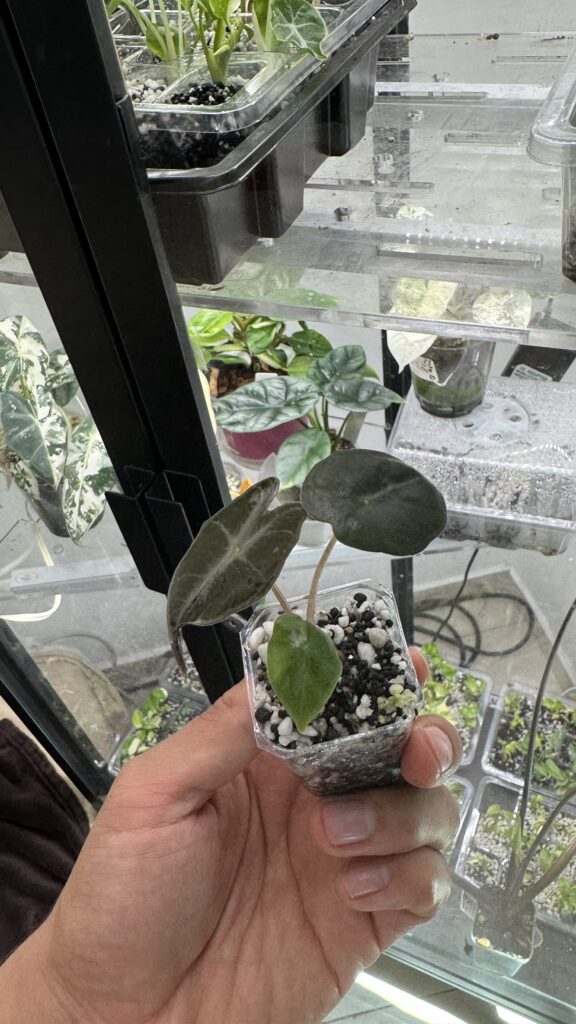 alocasia nobilis