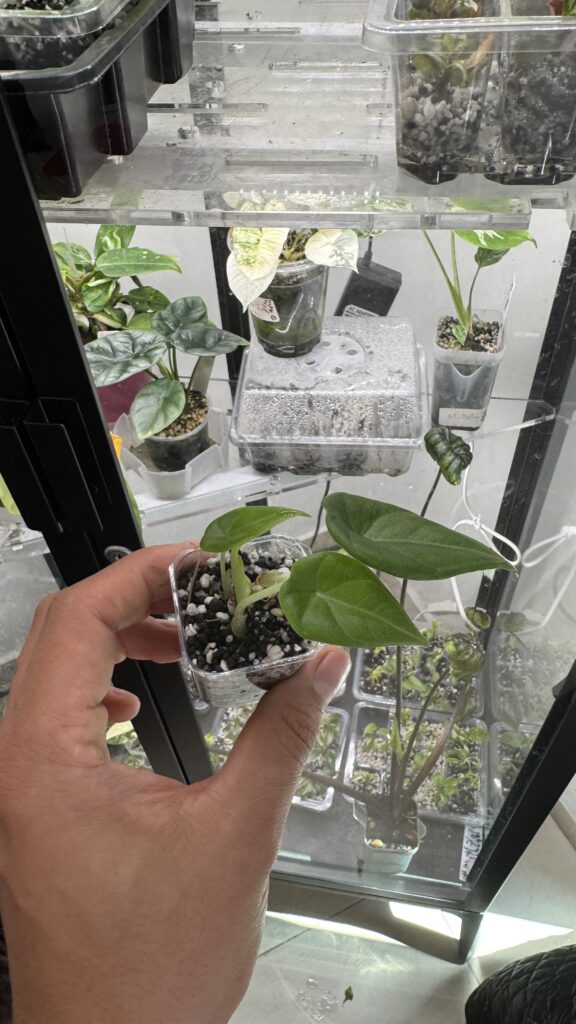 Alocasia maharani