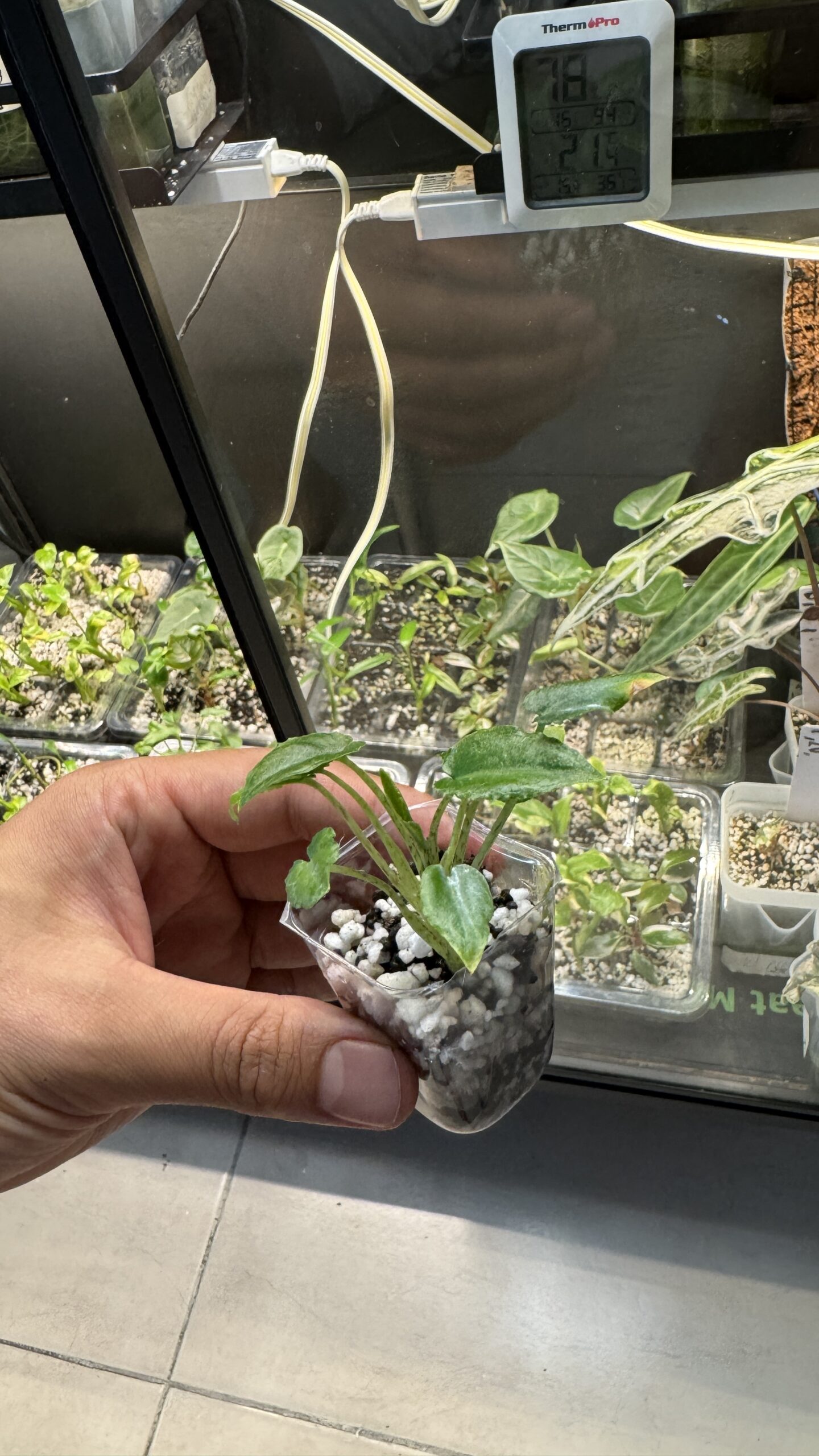 Alocasia longiloba - Imagen 3