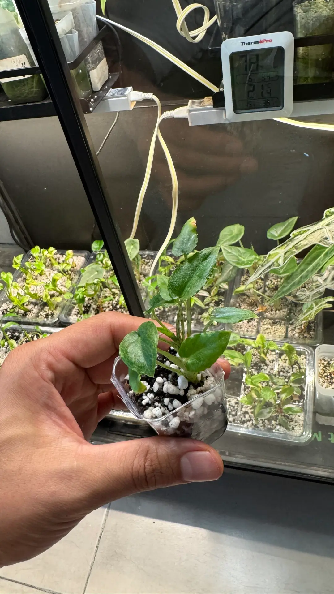Alocasia longiloba - Imagen 4
