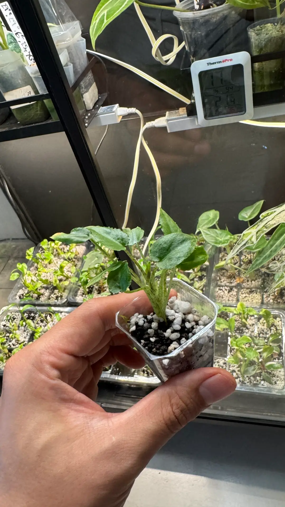 Alocasia longiloba - Imagen 5