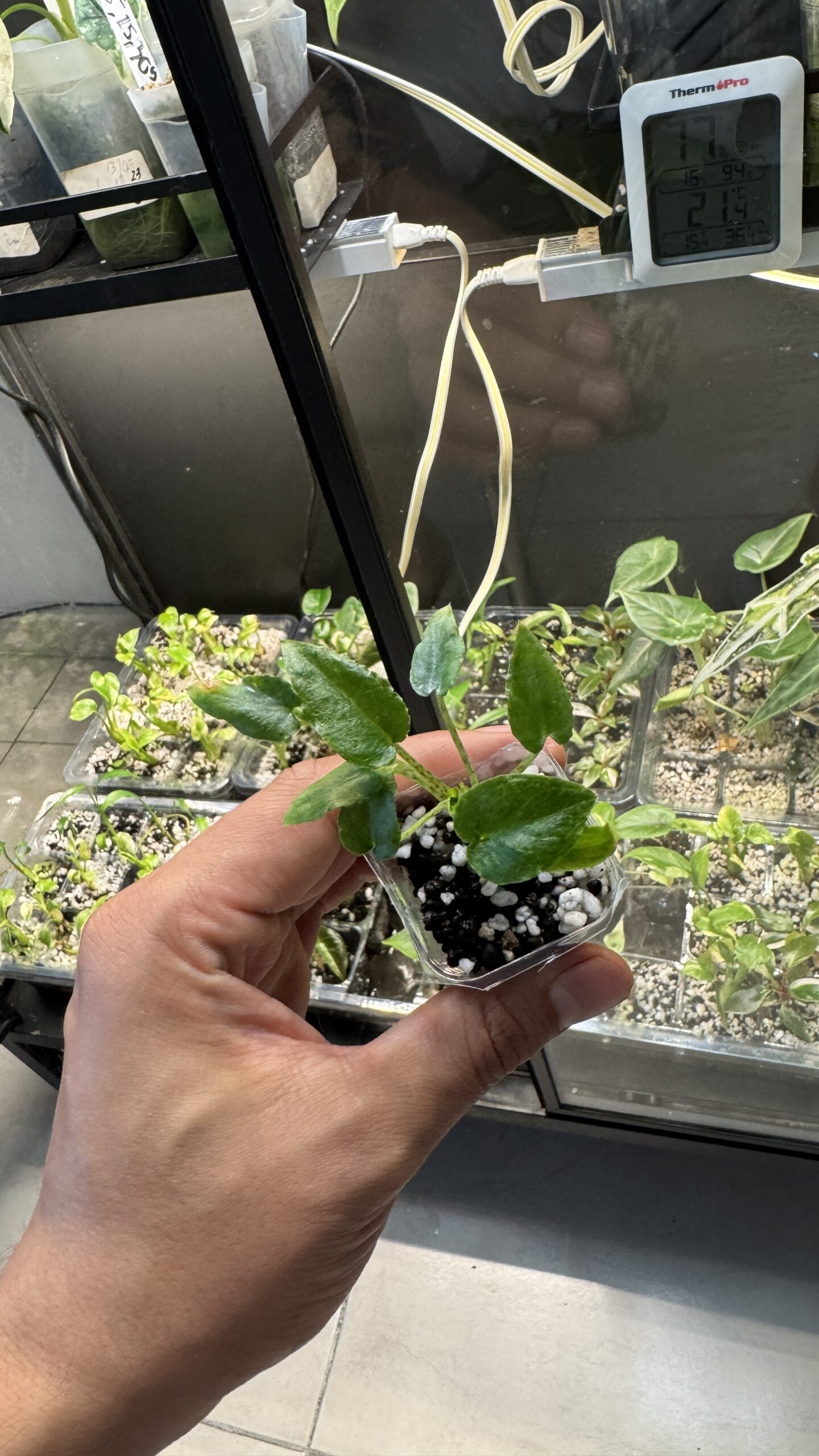 Alocasia longiloba - Imagen 2