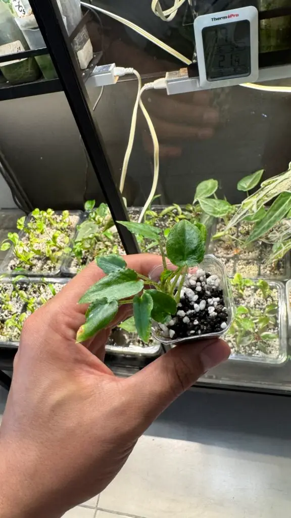 Alocasia longiloba