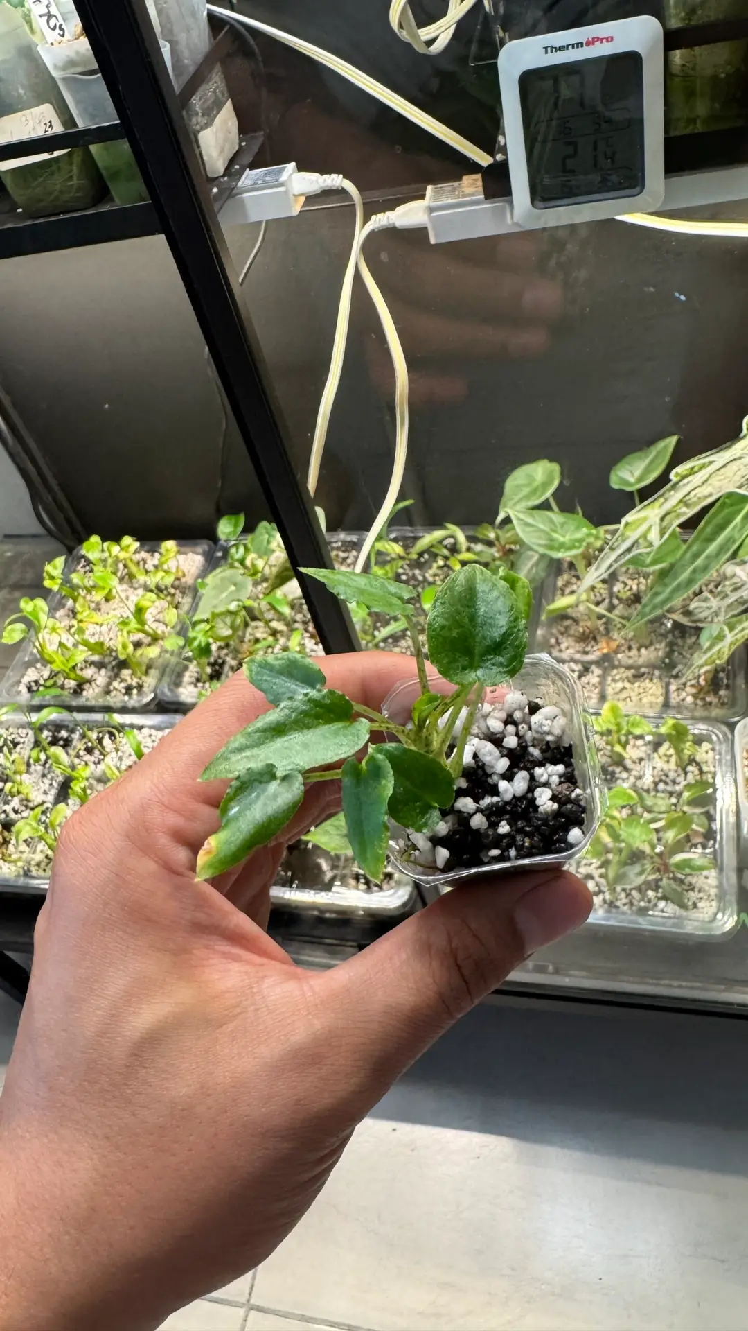 Alocasia longiloba