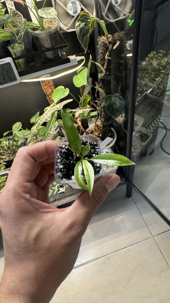Philodendron caramel marble variegado
