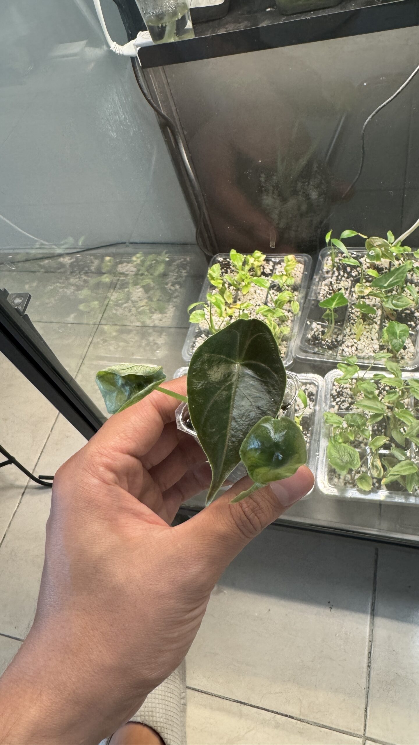 Alocasia azlanii - Imagen 3