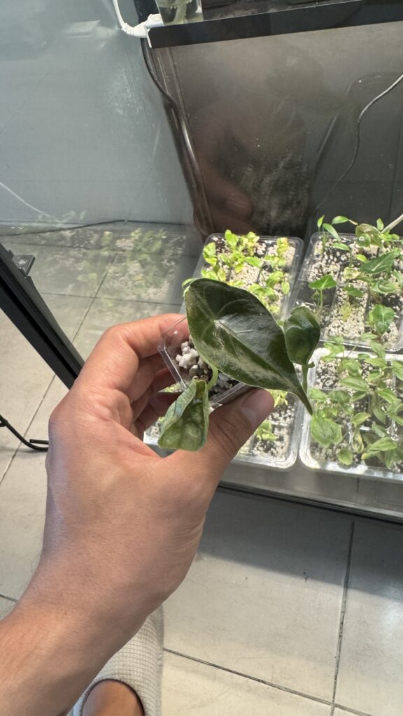 Alocasia azlanii