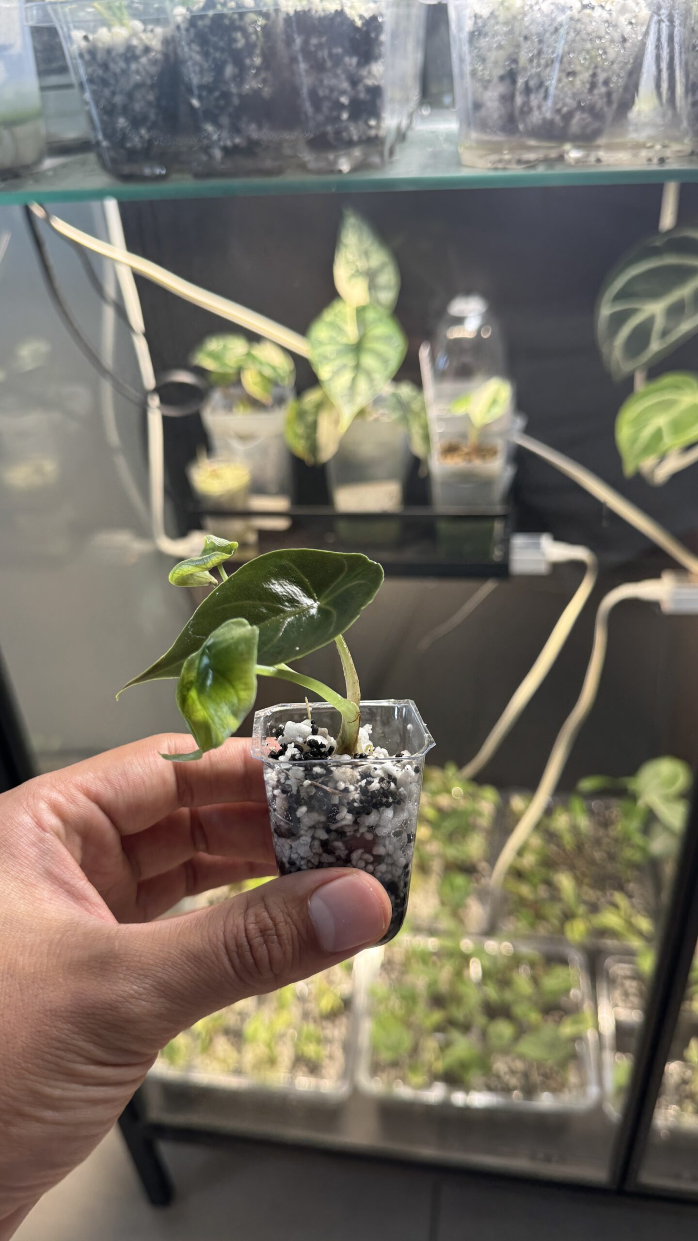 Alocasia azlanii - Imagen 2