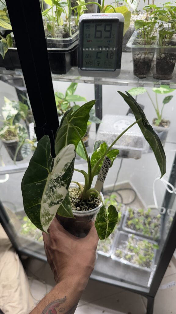 Alocasia frydek variegada