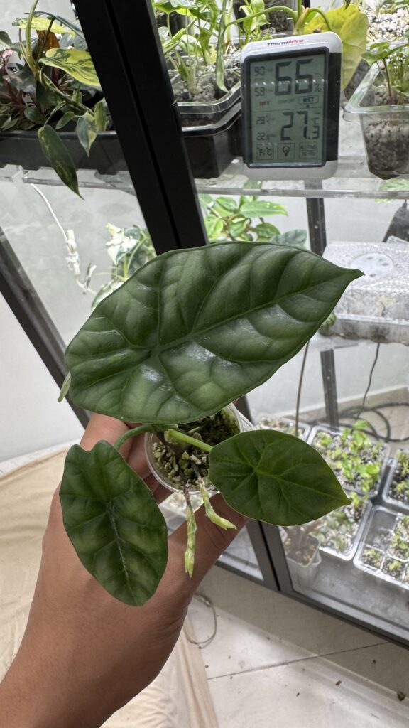 Alocasia sinuata